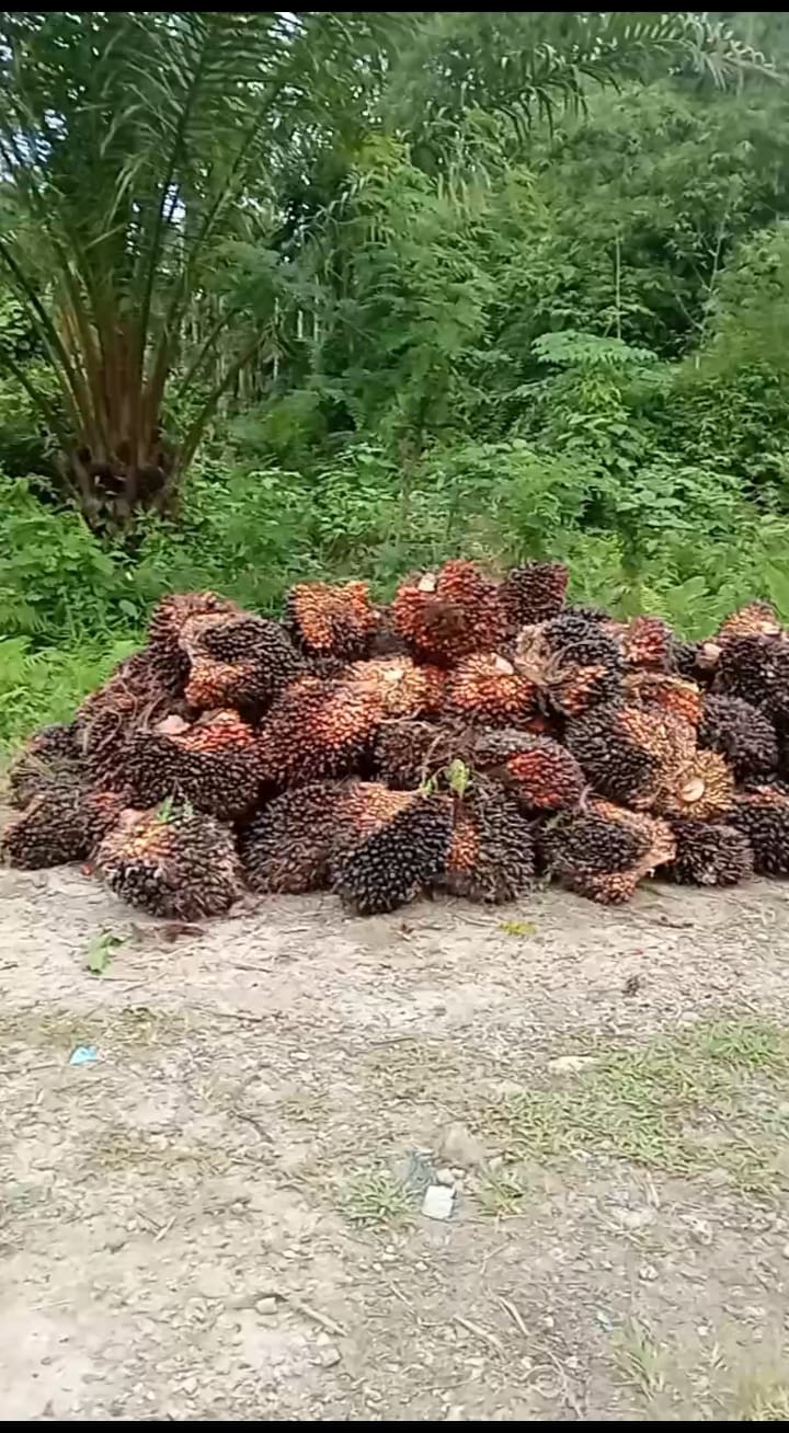 gambar disamping merupakan hasil unggulan gampong desa ujung padang kecamatan simeulue yaitu sawit